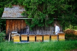 Unsere Bienen_7